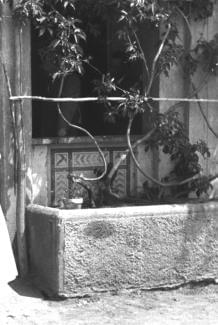 zivmat1.jpg (15249 byte)